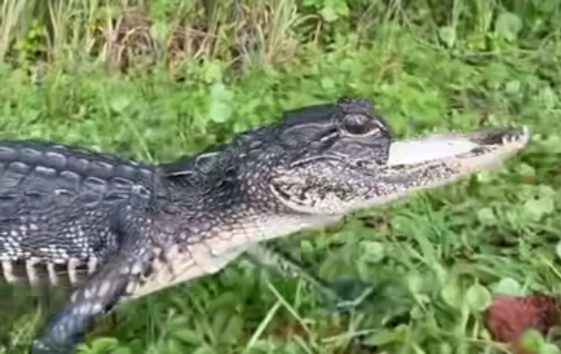 Un aligator găsit fără maxilarul superior a fost salvat de un sanctuar pentru reptile, în SUA. Cum a fost rănit animalul