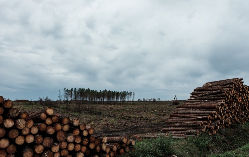 O suprafață de mărimea Elveției a fost defrișată din pădurile tropicale ale planetei, în 2022, în ciuda promisiunilor de stopare a fenomenului
