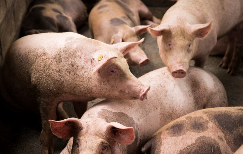 Cercetătorii germani vor să crească porci modificați genetic pentru transplanturi de inimă la om