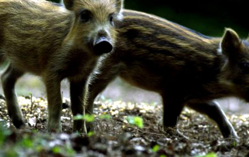 Al doilea focar de pestă porcină a fost confirmat în județul Sălaj. Măsurile luate autorități