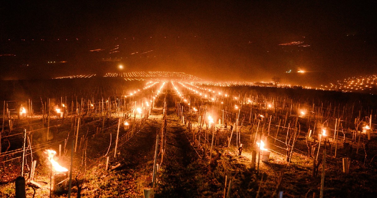 Lumânări anti-îngheț ard în podgoria Chablis de lângă Chablis, Burgundia, pe 27 martie 2026, în timp ce temperaturile scad sub zero grade Celsius în timpul nopții.