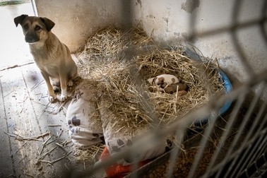 O căţelusă îşi veghează puii în Biobaza Năvodari