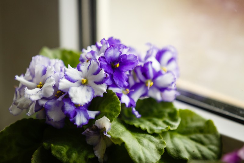 Violete de Parma
