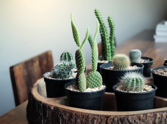 Cum se îngrijesc cactușii