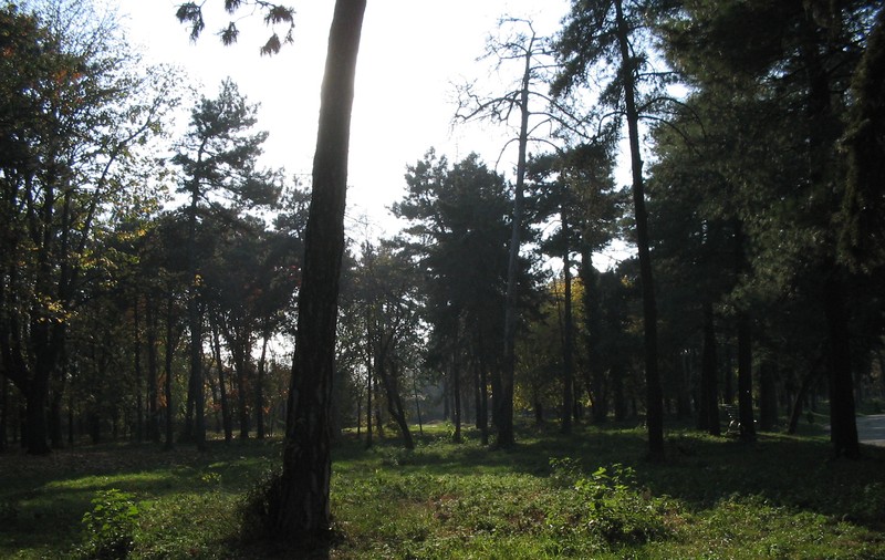 Vrei să te însori? Nu se poate dacă nu plantezi un copac