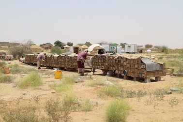 Apicultorii din Yemen se confruntă cu pericolele războiului | Foto: Profimedia