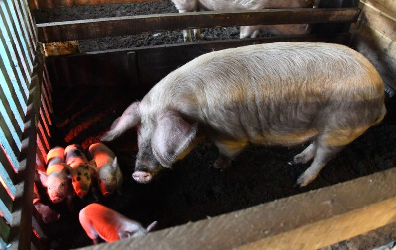 Legea porcului, contestată de oamenii de la sate. Parlamentarii vor cel mult 5 porci într-o gospodărie