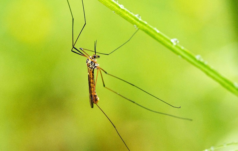 Insecta pe care oamenii o omoară chiar dacă nu reprezintă un pericol: „Nu sug sângele, nu înțep, te ajut să trăiești”