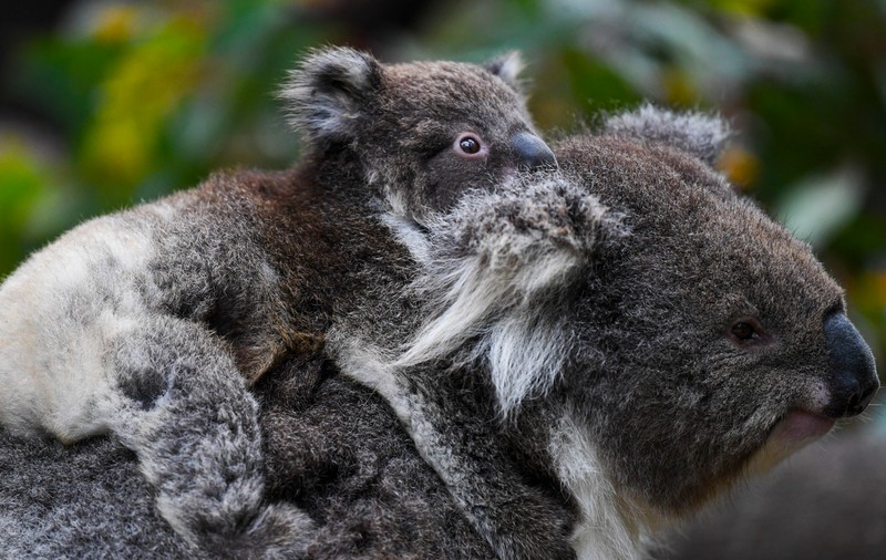 Ursul koala, inclus în lista animalelor pe cale de dispariție. Specia, puternic afectată de incendii și secetă