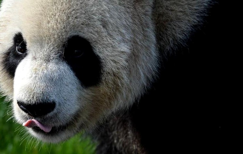 VIDEO | Cel mai iubit panda de la Zoo Berlin are obiceiul bizar de a merge cu spatele. Iată de ce