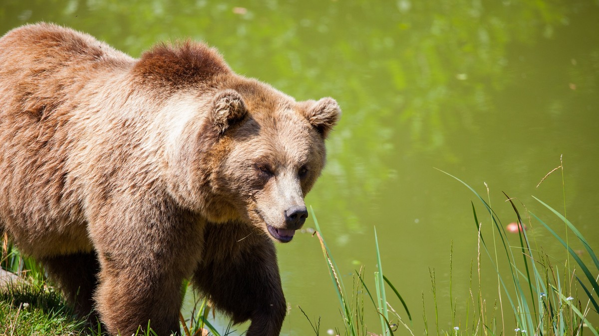 Doi soți din Prahova au fost atacați de un urs. Bărbatul a ucis animalul cu un topor ca să-și salveze soția