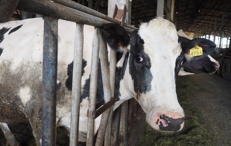 România și alte 10 state europene au importat carne de vită cu probleme din Polonia