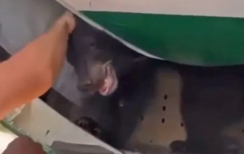 Un pui de urs a evadat din containerul aflat în cala unui avion care zbura de la Dubai la Bagdad