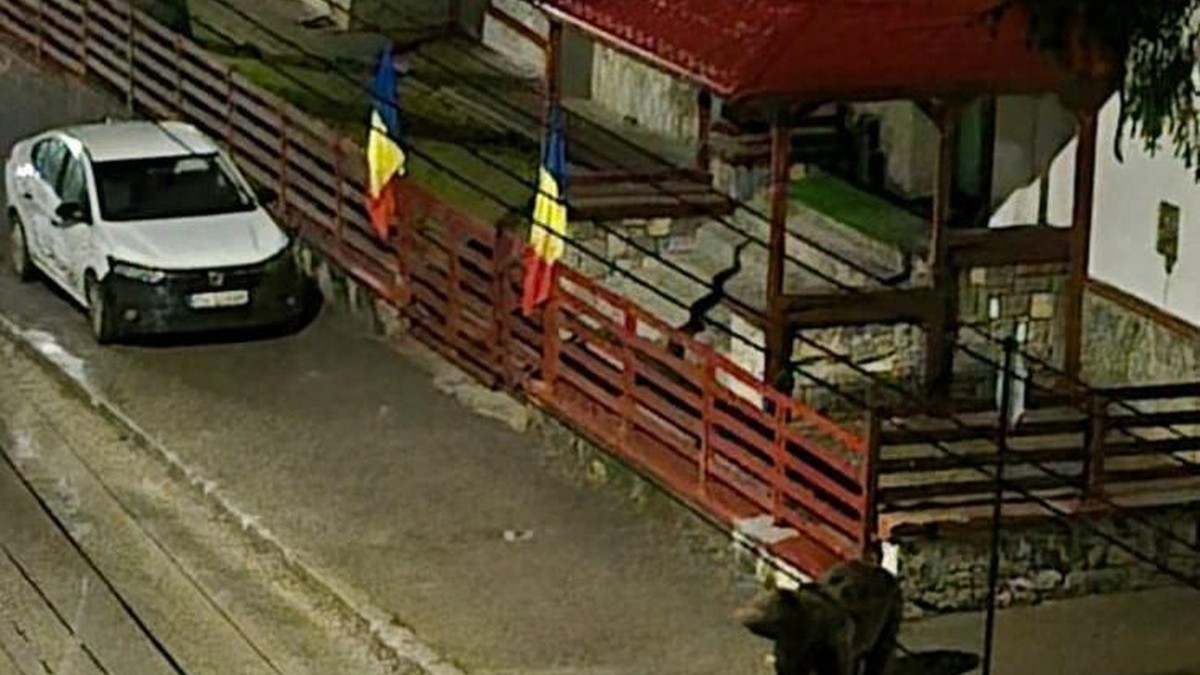 Urșii care ies seara din pădure și caută mâncare pe străzile din Bușteni