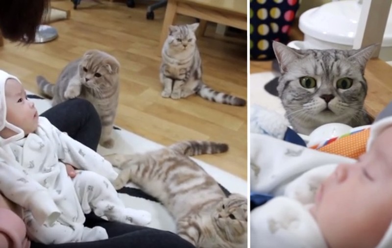 Ce se întâmplă când 5 pisici văd pentru prima dată un bebe! Imaginile sunt adorabile | VIDEO