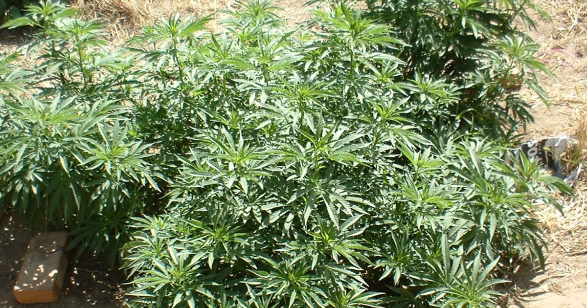 Canabis