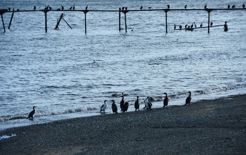 Un focar de gripă aviară în Insulele Farne ar putea distruge un habitat de zeci de mii de păsări