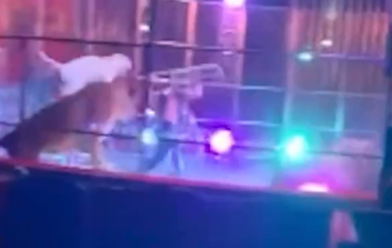 Momente de panică într-un circ de lângă Napoli. Dresorul a lovit leii, spectatorii îngroziți au fugit | VIDEO