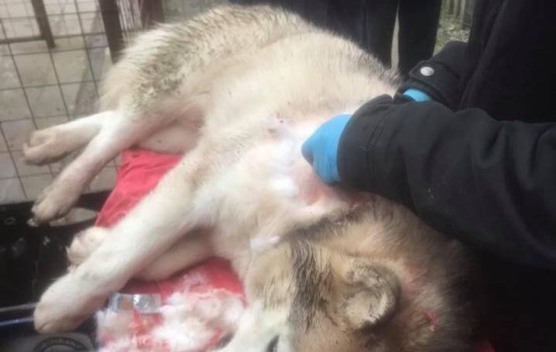 Câine rănit cu o arbaletă într-o comună de lângă Timișoara