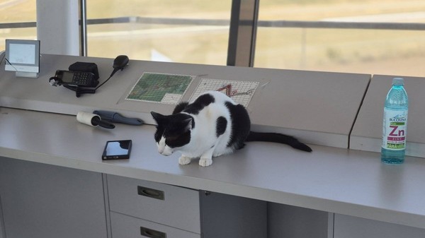 Turnul de control de la Aeroportul Tuzla a devenit viral pe internet datorită mai multor pisici care „supraveghează” traficul aerian alături de angajați. Foto: Facebook / PeDrumuri
