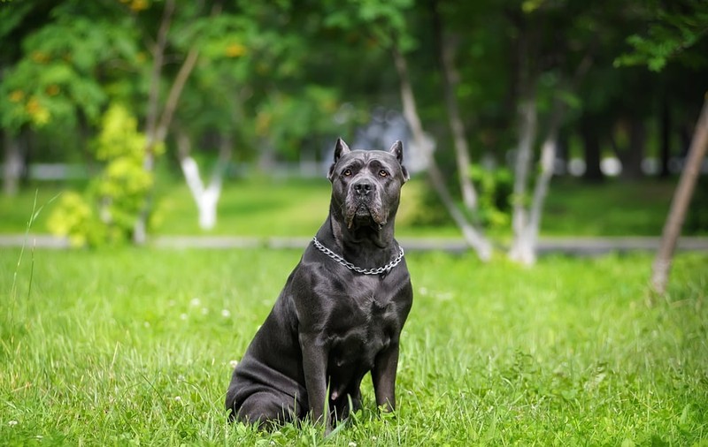Cane Corso - ce caracteristici și temperament are. Cum se dresează patrupedul
