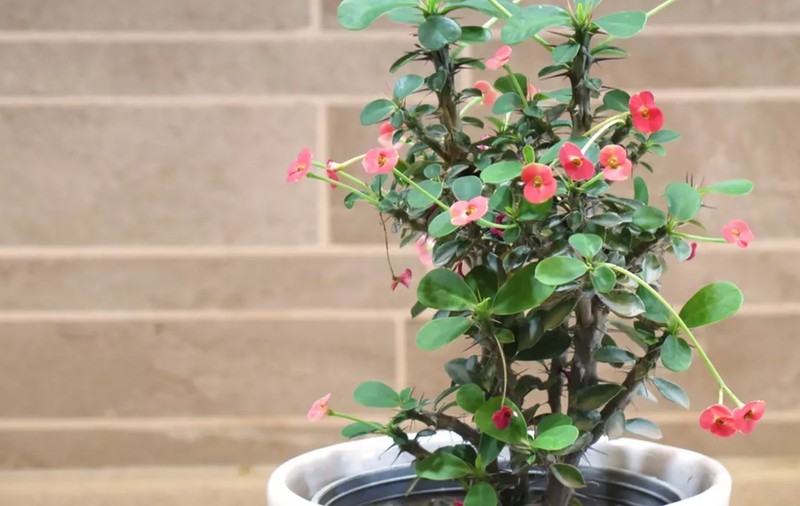 Plante care aduc ghinion în casă, după regulile feng shui