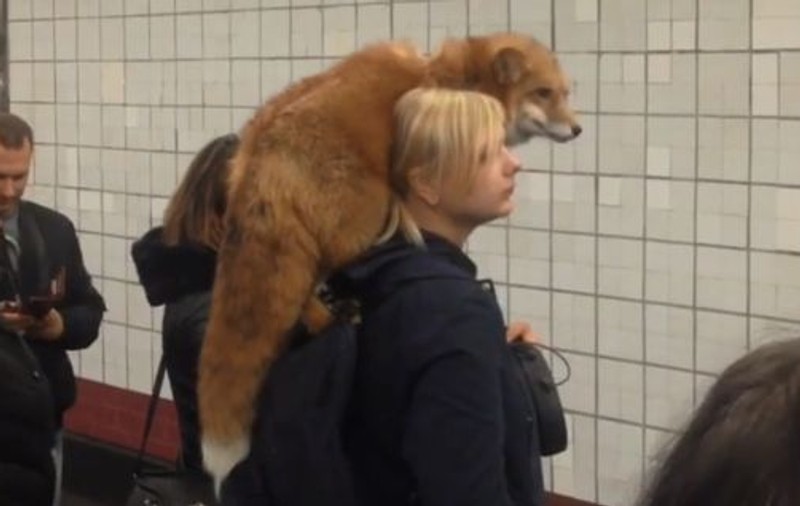 VIDEO | Imagini bizare surprinse la metrou. O femeie poartă pe umeri o vulpe