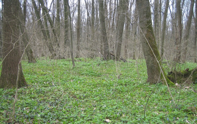 Un bătrân dat dispărut a supraviețuit miraculos două zile într-o pădure din Vaslui mâncând doar struguri