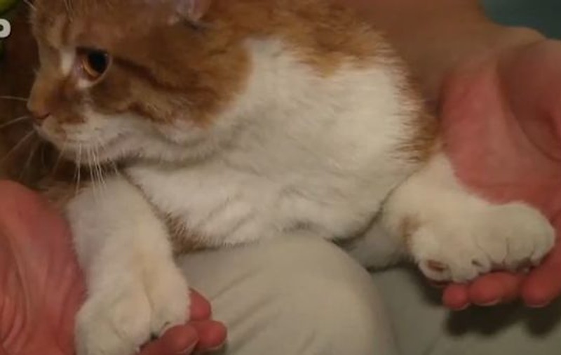 Ce oameni! Un motan a fost abandonat de stăpânii săi pentru că are 26 de degete | VIDEO