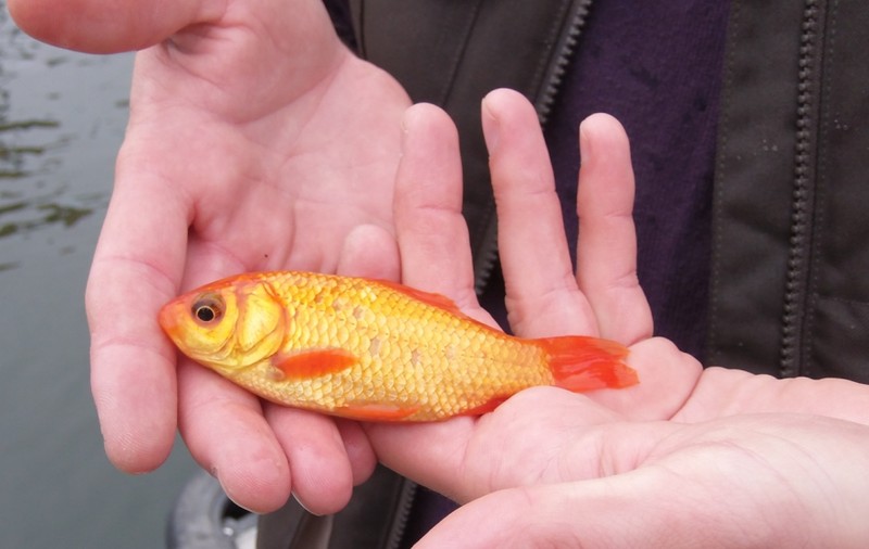 INCREDIBIL! Câţiva pescari AU PRINS PEŞTIŞORUL DE AUR, la o competiţie | FOTO&VIDEO