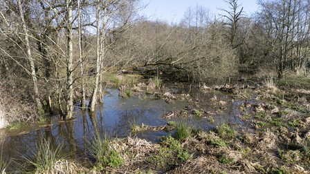 A general view of the beaver wetlands area near Cullompton, Devon. The Government is giving the green light to wild releases of beavers in England, in a "critical milestone" for efforts to restore nature. Picture date: Monday February 24, 2025.,Image: 969986330, License: Rights-managed, Restrictions: , Model Release: no