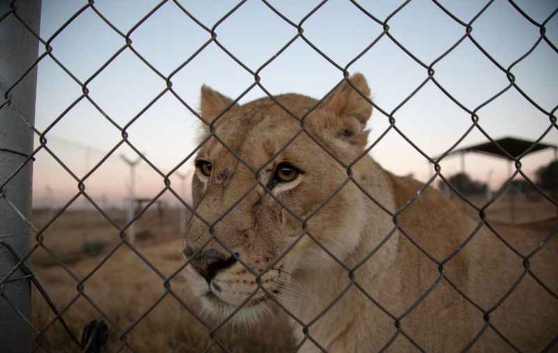 Cum funcționează comerțul internațional cu oase de leu. De la fermele din Africa de Sud până la clienții cu dare de mână din China