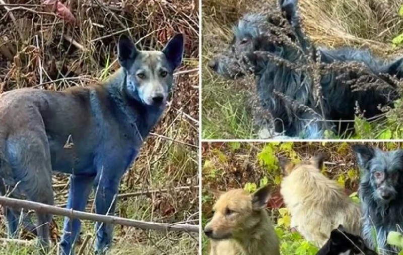 Câinii albaștri de la Cernobîl uimesc lumea științei - ce ascunde ADN-ul lor și cum au supraviețuit radiațiilor?