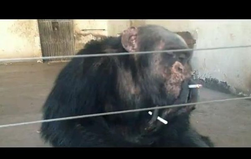 Un animal mai deştept de atât nu ai văzut! Uite cum fumează cimpanzeul ăsta şi cum îşi aprinde singur a 2-a ţigară! | VIDEO