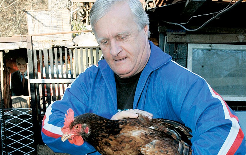 Găina Coco face ouă gigant