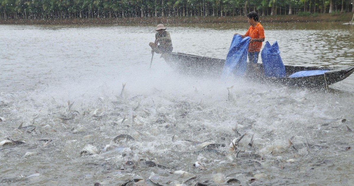Fermierii hrănesc somnul pangsius în iazul lor din delta Mekongului din Vietnam.