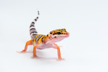 Șopârla Gecko leopard