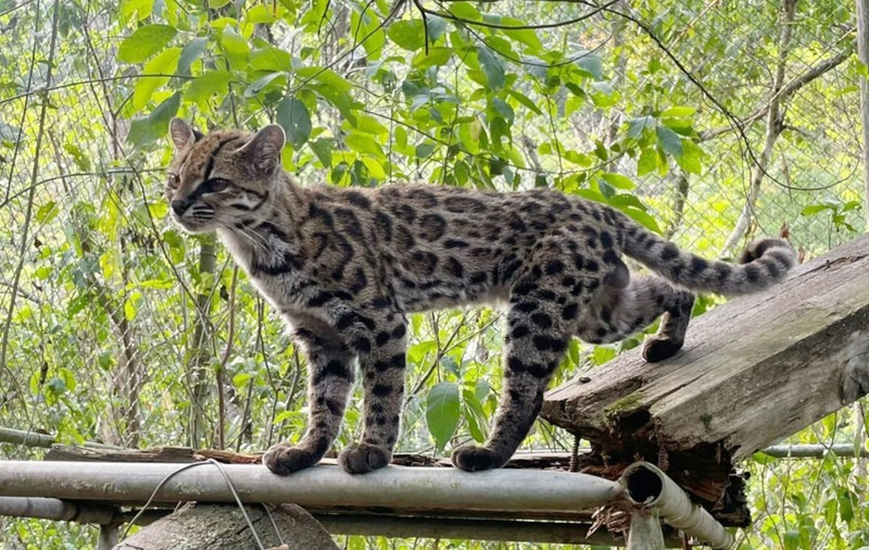 Leopardus tilcayo trăind în captivitate la refugiul de animale La Senda Verde din Nor Yungas, Bolivia „Tigrino” a dus la descoperirea noii specii de feline. Sursă foto: Paola Nogales-Ascarrunz.