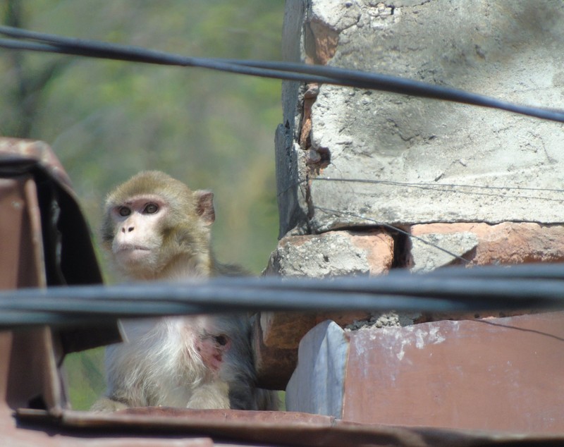 UPDATE: Maimuța care a evadat de la Zoo Neamț a fost prinsă. Macacul a fost tranchilizat / FOTO&VIDEO