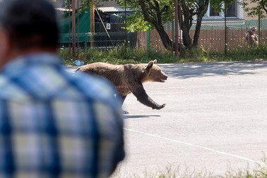 Un urs brun este văzut în curtea Liceului Octavian Goga din orașul transilvan Miercurea Ciuc din România, 21 august 2018. Foto EPA