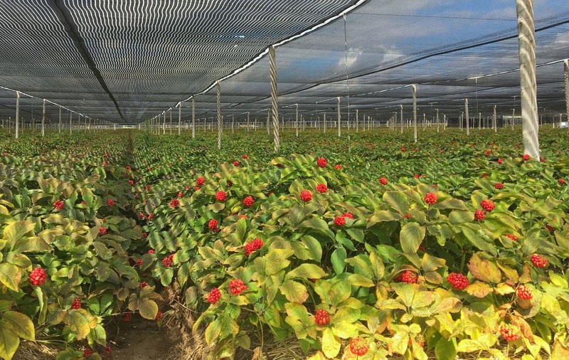 O plantă veche de 800 de ani se vinde cu sute de euro kg, dar nimeni nu vrea să o cultive