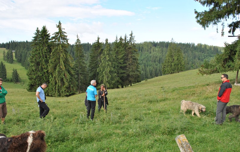 EXCLUSIV / Sute de câini de stână agresivi, spaima turiștilor. Dulăii stăpânesc muntele și atacă ”tot ce mișcă”