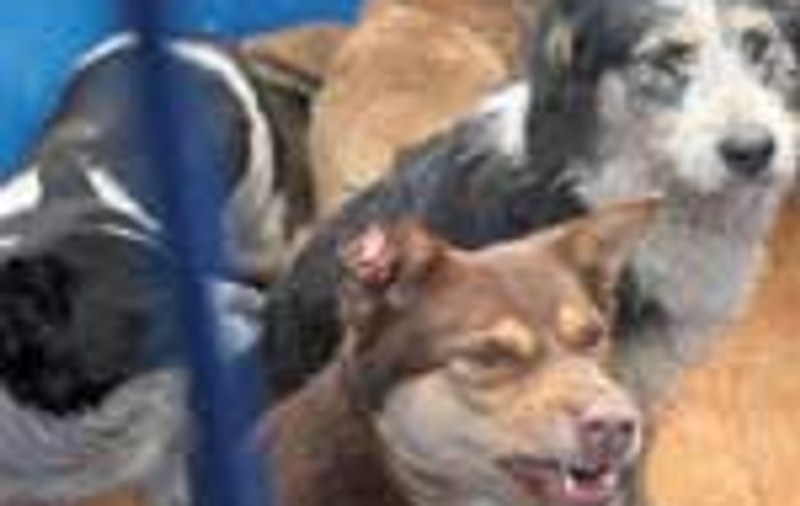 In SUA sunt ucise in fiecare an mai mult de opt milioane de animale fara stapan