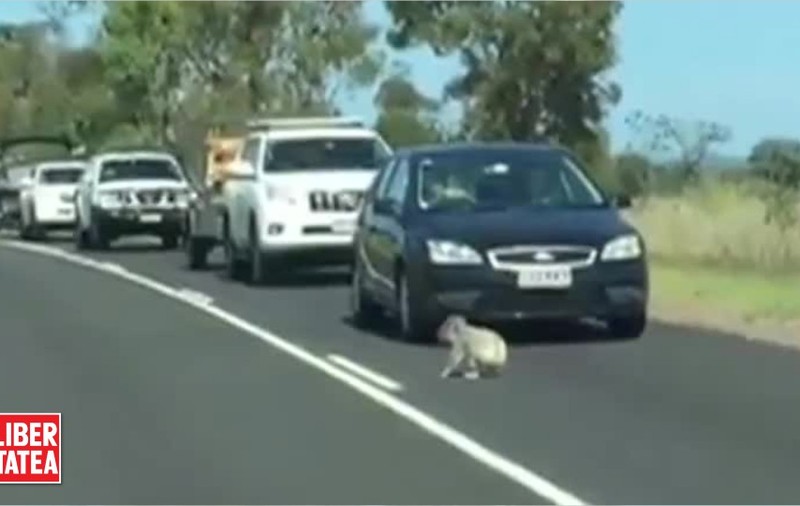 Trafic blocat pe motiv de...urs koala / VIDEO AMUZANT