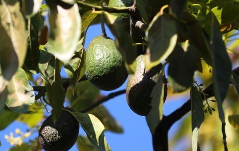 Avocado, înainte de recoltare, în Mexic Sursă foto: Getty Images.