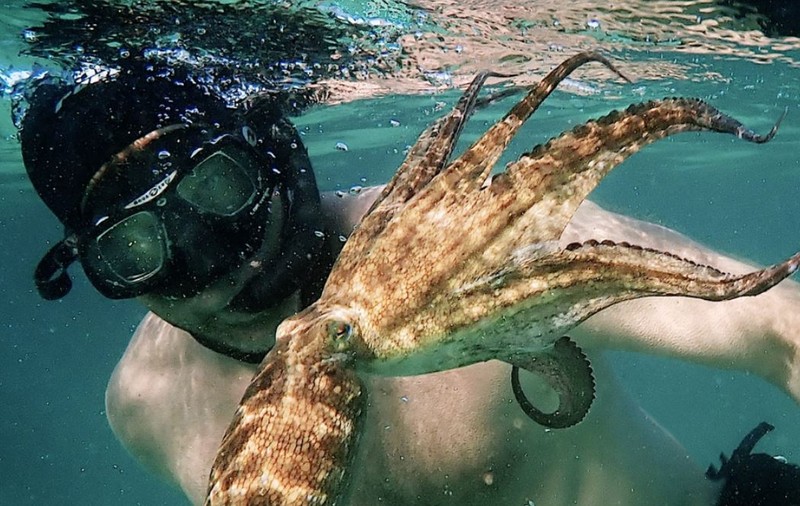 Documentarul Octopus a câștigat premiul BAFTA și are prima șansă la Oscar