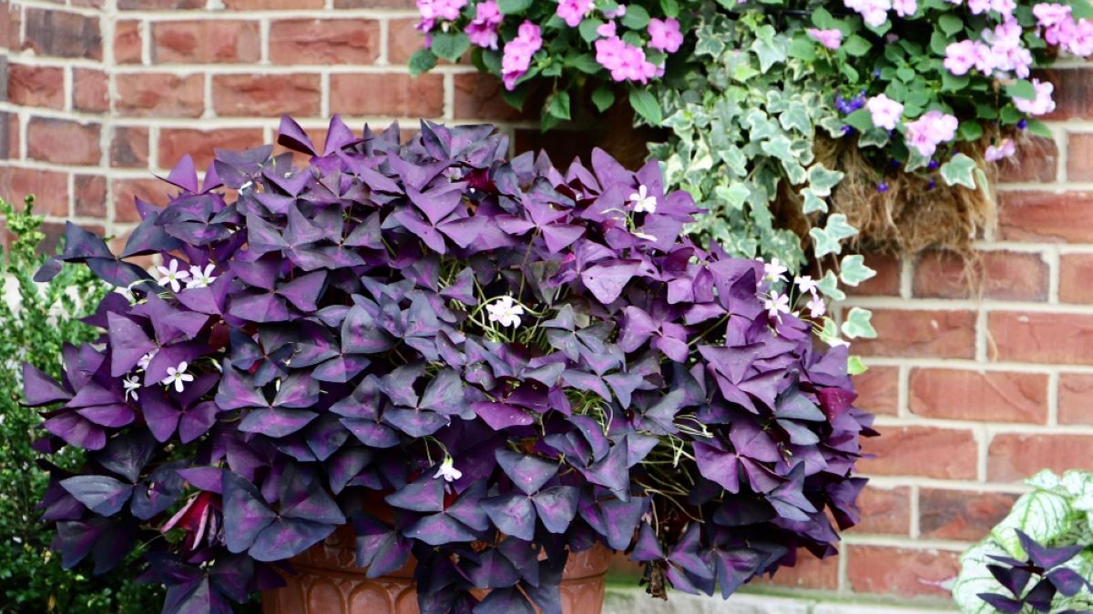Cum să îngrijești Oxalis triangularis - trifoiul ornamental