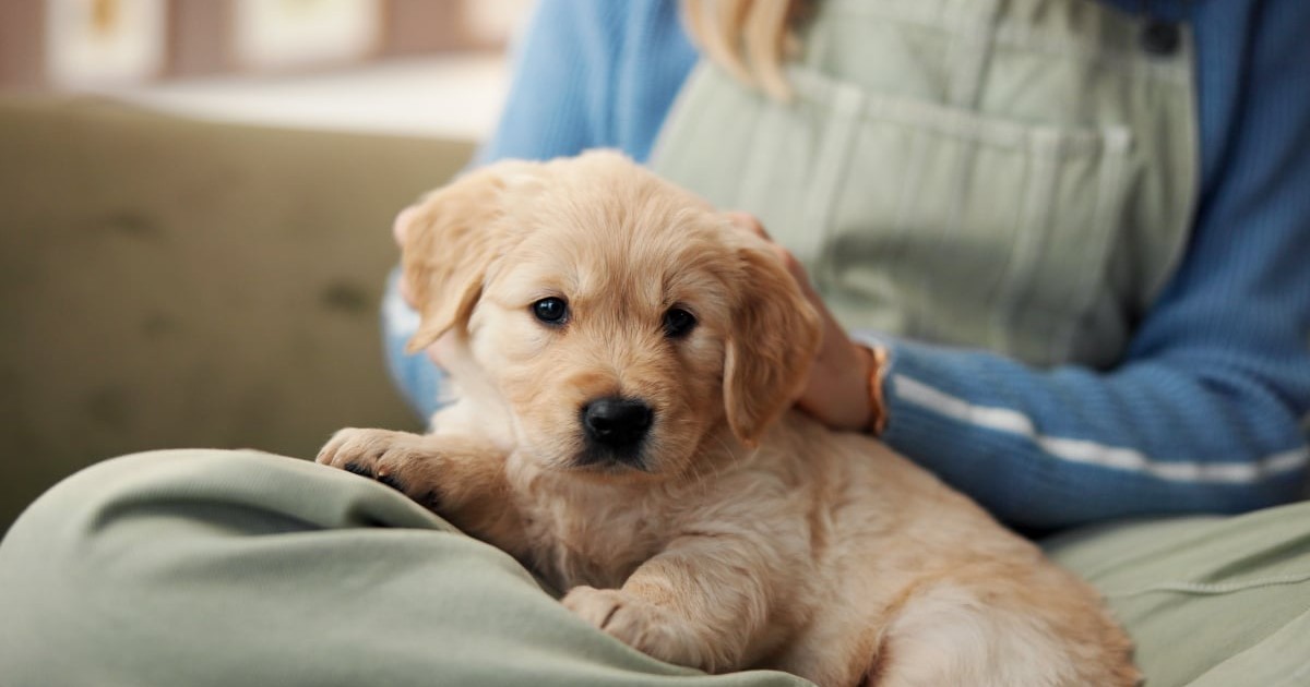 Un labrador care stă pe picioarele unei fete așezată pe canapea.
