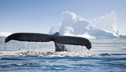 Fauna în Oceanul Antarctic este foarte diversă