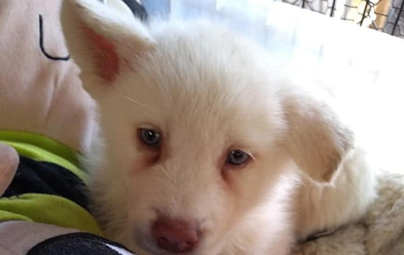 Scrisoarea emoționantă a unui copil care și-a lăsat câinele la un centru de adopție din Mexico City: ”Să nu-l bateți și voi, că l-a bătut tata destul. Mă voi întoarce să-l iau când voi fi mai mare”